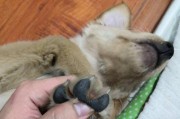 掌握正确的方法，成为狗狗的亲密伙伴（掌握正确的方法，成为狗狗的亲密伙伴）