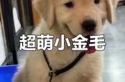 金毛的睡眠时间有多长？（探究金毛晚上睡眠的习惯与需求）