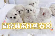 买比熊的注意事项（了解比熊的特点和需求，才能选择合适的宠物伴侣）