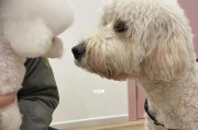 探秘比熊的体型特征（揭开比熊的身材之谜，带你了解理想的宠物体型）