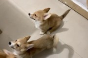 柯基狗狗为什么没有尾巴？（探究柯基狗狗天生无尾的原因与特征）