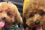 泰迪待产到生产（一次泰迪母犬的成长旅程，主人的记录见证）