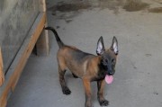 如何有效处理以马犬牙结石问题（宠物健康的必要措施，以马犬牙结石的危害及处理方法）