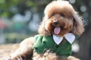 贵宾犬的饲养指南（如何给贵宾犬提供舒适的生活环境和健康的饮食）