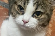 如何解决猫咪眼睛双侧总有眼屎的问题（探究猫咪眼屎形成原因及预防方法）