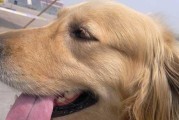 让你的宠物狗毛光泽美丽（如何使狗狗的犬毛变得有光泽、柔顺、美观？）