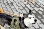探秘哈士奇之美（了解哈士奇的独特魅力与特性）