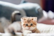 追寻小猫的可爱之旅（探索小猫的外貌特征与个性魅力）