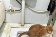猫咪为什么会叫声变少？（探究猫咪为何会叫声变少以及如何解决这个问题）