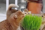给猫咪吃猫草的好处（宠物的健康从细节开始，猫草助力提升猫咪生活品质）