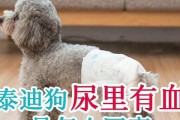 泰迪狗尿红怎么办？药物治疗是关键！（泰迪狗尿红的原因和治疗方法一览）