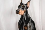 如何为你的迷你杜宾犬增肥？（宠物健康饮食的秘诀和技巧）