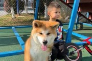 秋田犬洗澡的最佳时间（保护宠物健康，科学洗澡，让秋田犬更健康）