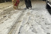 金毛的哭泣（以金毛为例探究宠物哭泣的原因与应对方式）