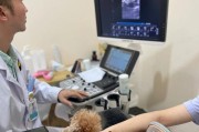 狗狗体检费用揭秘（了解狗狗体检的费用以及必要性，保障宠物健康）