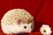 刺猬到底吃啥？在家里养个刺猬又要怎么养呢？
