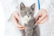 为什么猫咪需要接种疫苗？（保护猫咪健康的重要措施及接种疫苗所需费用）