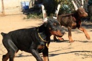 如何成为一名优秀的杜宾犬新手养户（教你如何合理喂养杜宾犬）