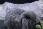 宾尼垂耳兔的饲养方法（如何培养健康快乐的宠物兔）