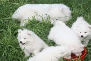 如何给萨摩耶犬染毛色（掌握这些技巧，让你的萨摩耶犬更加美丽动人）