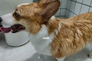 如何给你的柯基狗狗洗澡？（宠物养护必备技巧，让你的柯基狗狗清新洁净）