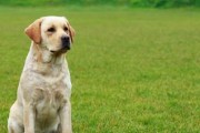 探秘拉布拉多为何成为宠物犬王者（探秘拉布拉多为何成为宠物犬王者）