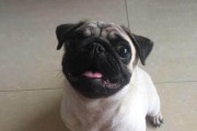 以巴哥配种后的饮食指南（让你的宝贝犬健康成长，合理搭配食物是关键！）