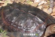 陆龟为何比水龟贵？（探究陆龟的独特价值与魅力）