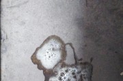 狗卡喉咙的症状及应对方法（了解狗卡喉咙的常见症状和急救措施，保护你的爱宠健康）