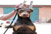 如何培养一只优秀的杜宾幼犬备赛（10个要点帮你成为一名优秀的杜宾幼犬教练）
