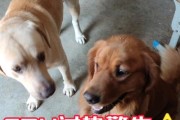 狗狗蹭屁股的原因及解决方法（揭秘狗狗不停蹭屁股的背后原因，学会正确应对）