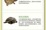 探秘陆龟的价格与品种（解析陆龟市场上各品种的售价及其关键影响因素）