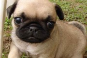 以巴哥犬的成年时期（了解以巴哥犬成年阶段的关键信息）