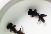金鱼的喂食和水质换换频率（合理喂食和换水频率是健康金鱼的关键）