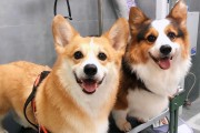 瑞典柯基犬饲养指南（如何养护健康的瑞典柯基犬）