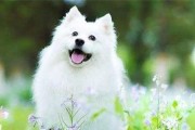 银狐犬的性格和饮食习惯（了解你的宠物银狐犬——性格与饮食）