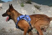 带宠物狗狗探索户外乐趣（爱犬运动达人，你需要知道的所有技巧和建议）
