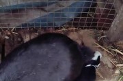 兔子喂奶的最佳时间（探寻兔子哺乳的关键时刻与方法）