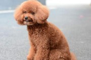 如何预防泰迪犬冬季感冒？（宠物爱护贴心指南，关爱泰迪健康）