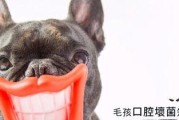 宠物口腔美容（从家庭护理到专业治疗，全面呵护宠物口腔健康。）