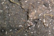 白色虫子的奇妙世界（探索神秘的白色虫子的生活方式与特征）