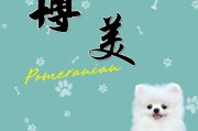 如何科学饲养博美犬（博美犬的生活方式及饮食习惯）