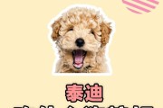 泰迪毛发好需要吃什么？（了解泰迪毛发所需营养，让它的毛发更加健康亮丽）