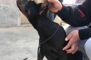 杜宾犬的美容与卫生（如何打理你的杜宾犬，让它健康美丽）