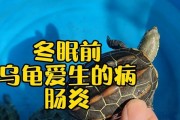 乌龟肠胃炎——了解这种疾病的原因和治疗方法（乌龟肠胃炎是怎么回事？如何保护乌龟的消化系统？）