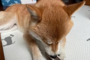 常见皮肤病解读——以柴犬为例（了解柴犬的皮肤健康，做一名负责任的宠物主人）