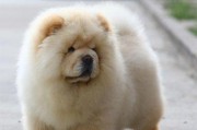 松狮怀孕了怎么护理？（宠物松狮孕期护理指南，）