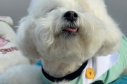 狗狗的爪子和我们的情感连接（狗狗把爪子搭在我手上的真正含义）