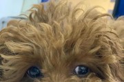 小狗犬瘟（了解犬瘟的发作时间表，保护你的小狗免受病毒侵袭）