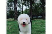 古牧犬的饮食要点（为古牧犬提供均衡营养，从食物种类到食量控制精细管理）